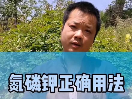 养花核心价值分享,氮磷钾你真的懂了吗?#花卉绿植 #养花小知识 #月季花 #老金玩月季 #施肥