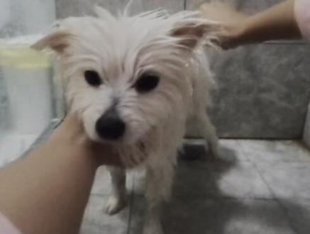 大家要看的洗澡视频来啦。#世界上不能没有小狗 #博美#lomqit沐浴露 #萌宠小狗 #萌宠帮帮团