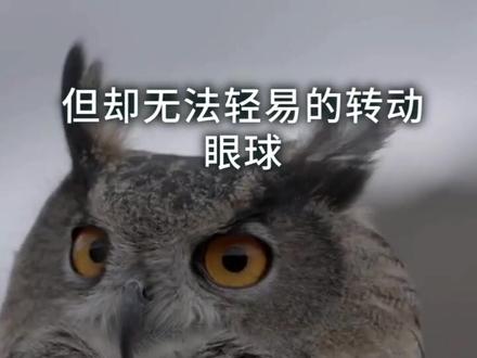 猫头鹰的脑袋为什么可以270度旋转?#我是头条小百科
