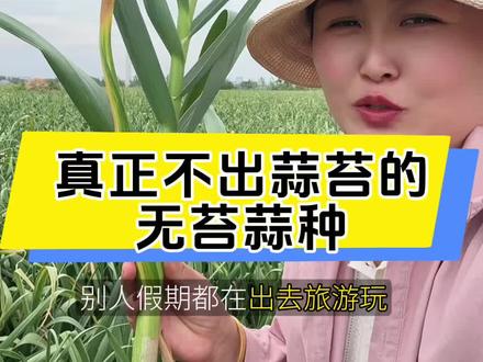无苔蒜种的特点:不抽苔、长势旺、蒜头大、好种植#大蒜 #无苔蒜种 #党集刘凯农资 #蒜田经验交流 #万粒佳