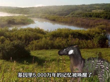 马的起源和演化:从古代到现代的奇妙之旅 #马 #进化 #古生物 #考古 #科普