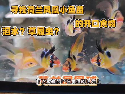 荷兰凤凰球小鱼苗怎么带?洄水是绝佳的开口食物 #养鱼日记 #观赏鱼 #养鱼人 #水族 #鱼缸里的大自然 #热带鱼 #短鲷 #荷兰凤凰球 #荷兰凤凰鱼 #金波子