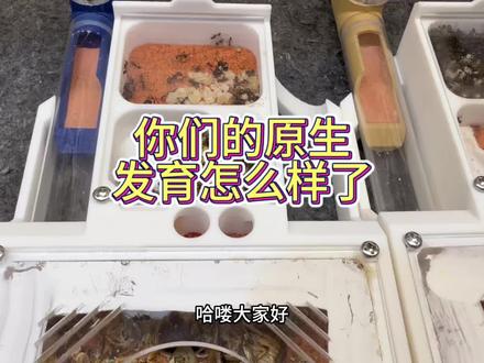 你们的原生都发育怎么样了,自然过冬的都爆产了吗