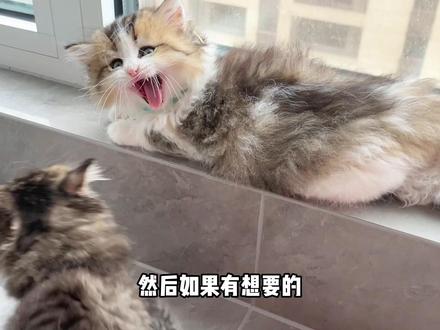 以为是串串,却没想到串的这么成功?#金渐层与布偶 #金加白长毛猫