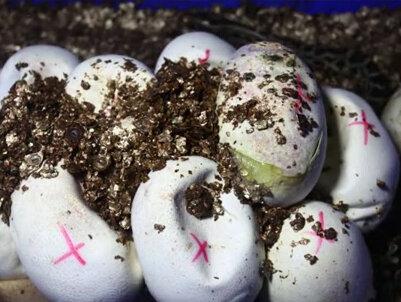 又一批蟒蛇宝宝孵化出来啦,快来围观吧