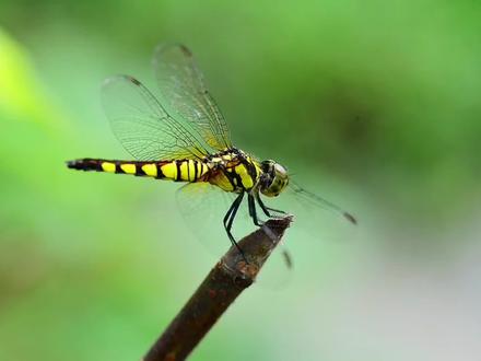 探索蜻蜓的奇妙世界 #蜻蜓的一生