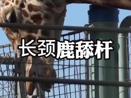 为什么长颈鹿喜欢舔杆 #长颈鹿 #科普 #内容启发搜索