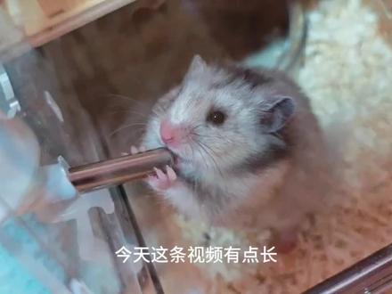 金丝熊胀气.......#金丝熊胀气 #仓鼠日常