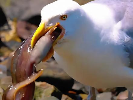 分享10种奇特的鸟叫声,有你喜欢的吗?#鸟类 #保护鸟 #科普