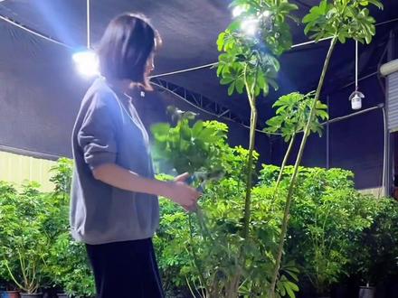 大家说178值吗?#你的懒人绿植铺 #鸭脚木