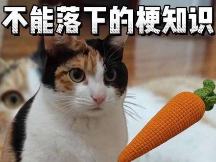 大笨猫又来猜答案了,蒸蚌!来源@超级无敌大开门 #萝卜纸巾 #大笨猫 #哈基米 #青年创作者成长计划