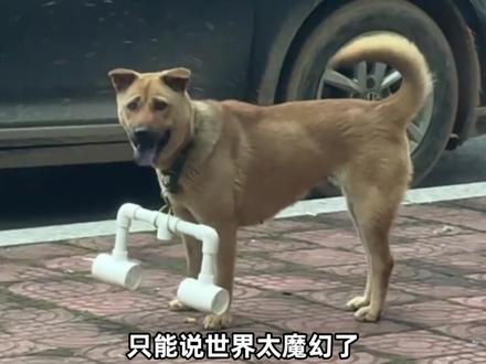 狗脖子挂木棍出自哪里?谁发明的?