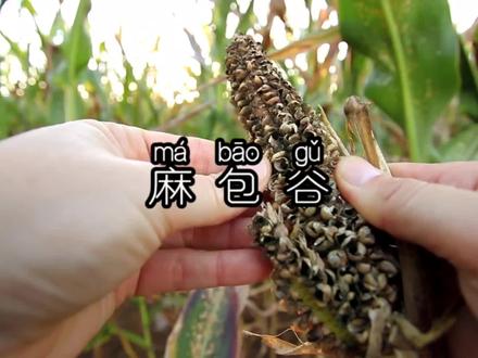 你有没有麻过包谷,你喜欢不喜欢麻包谷,喊你对象来帮你麻包谷!#四川方言 #农村生活 #四川话 #麻苞谷