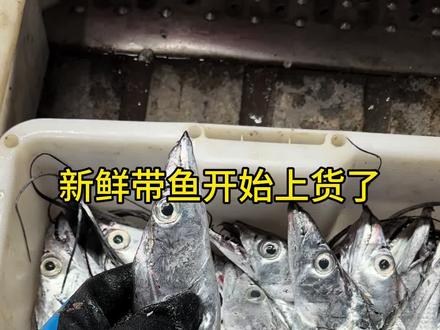 今天正月十一,正式营业了 ,今天开始上了新鲜的大带鱼#青岛海鲜#吃海鲜