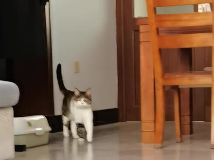 小猫什么也没做,却无数次拯救了一个人类