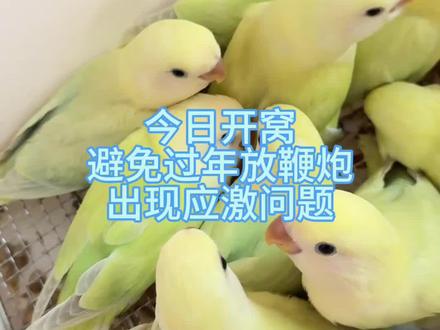 90年大叔在农村养鸟日常、今天开窝,避免过年放鞭炮应激问题?#牡丹鹦鹉 #鹦鹉日常