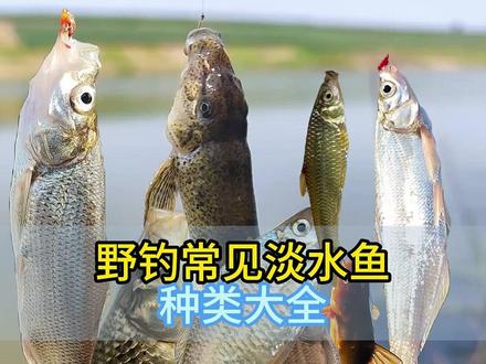 野钓常见淡水鱼你解锁了几种
