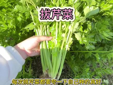 菜园里种的芹菜长的太好了#芹菜 #我的小菜园 #摘菜