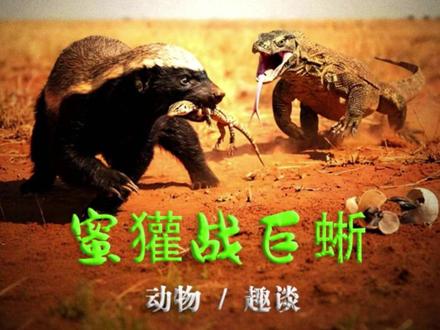 生存之战:巨蜥与蜜獾的生死对决! #神奇动物在抖音#平头哥 #蜜獾 #动物世界 #万物皆有灵性