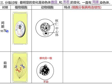 19.3有丝分裂过程 【🔥你以为有丝分裂就是“染色体复制后平均分配”?它的“五大阶段舞蹈”可能比你想象的更精密!】
“后期着丝点分裂导致DNA数目加倍?”“动植物细胞有丝分裂完全一样?”
别让模糊阶段拖后腿!《有丝分裂》全过程+数量变化+实验观察终极攻略!
✅ 一张图串联五大阶段:间期(G1/S/G2)→前期(膜仁消失现两体)→中期(形定数晰赤道齐)→后期(点裂数加均两极)→末期(两消两现重开始)
✅ 动植物细胞关键差异:
纺锤体形成:植物→细胞两极发出纺锤丝;动物→中心体发出星射线
细胞分裂方式:植物→形成细胞板→细胞壁;动物→细胞膜内陷缢裂
✅ 实验操作避坑指南:解离→漂洗→染色→制片,记住“中期”是观察染色体形态数目的最佳时期!
附判断题自测:动物细胞有丝分裂前期,两组中心粒分开移向细胞两极。(√)
掌握这场“染色体精密舞蹈”的全流程,从此细胞增殖大题稳拿过程分!
👉点击合集跟紧复习,评论区留下你最容易混淆的有丝分裂时期或数据变化!#高中生物 #有丝分裂 #细胞周期#一轮复习