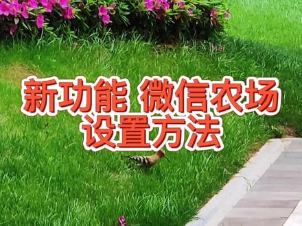 微信农场设置开通方法,新功能养什么小动物,种菜养花你说了算 #微信农场来了 #微信新功能上线 #偷菜的乐趣 #养宠物的日常 #养花技巧