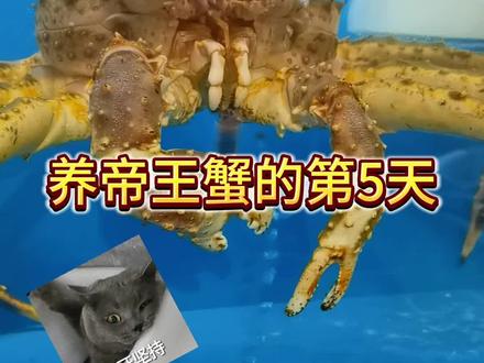 养帝王蟹的第5天#同城热门