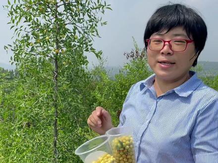 为什么要一颗颗采摘酸枣呢?#酸枣