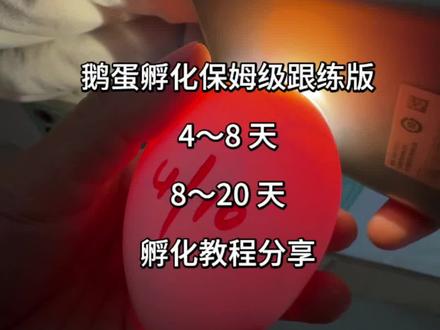 #鹅蛋孵化 鹅蛋孵化4~20天跟练版保姆级教程分享#水床孵化 #孵化教程 #孵化鹅蛋 #人工孵化 @抖音创作灵感 @抖音小助手 @抖音