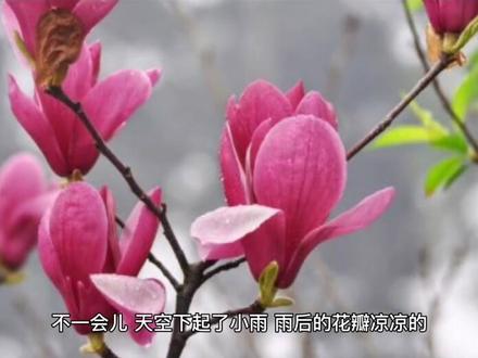 三年级 视频音频作文
《校园的小花园真美丽》