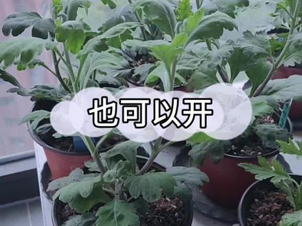 现在养护的菊花苗开花是可以开,只要能够接受,它会提前脚叶脱落。#菊花 #家庭养花