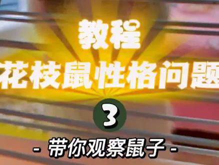 花枝鼠性格问题教程第三弹
#花枝鼠#花枝鼠教程 #花枝鼠日常