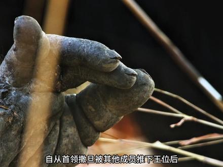 黑猩猩首领撒旦因为霸占母猩猩,被手下揍惨了 #黑猩猩 #撒旦 #动物世界