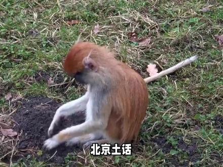 北京土话,房山季鸟猴,不是鸟儿,也不是猴?那是什么呢? #土话方言 #土话