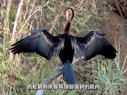 别再转发了!你看到的“傻鸟扎树”,其实是一场骗局 #博物君的微科普 #翠鸟撞树 #诱拍 #动物摆拍 #鸟类 @抖音科普