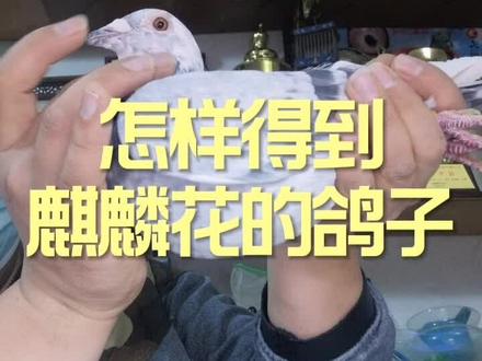 #信鸽#赛鸽#热门@DOU+小助手 @抖音小助手 @抖音创作者学习中心 怎样得到麒麟花鸽子