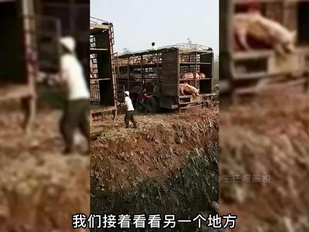 焚烧活埋百头家猪!什么原因让养殖户埋猪?背后原因残酷又心酸(下集)#猪 #真实事件 #纪录片