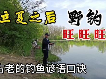 立夏之后,野钓,旺旺旺,古老的钓鱼谚语口诀 #钓鱼谚语口诀 #野钓技巧