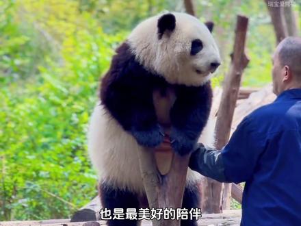 谭爷爷与花叶的缘分,就是熊猫界最温暖的风景,也是最美好的陪伴 #大熊猫和花 #大熊猫和叶#国宝熊猫 #动物趣事 #治愈系