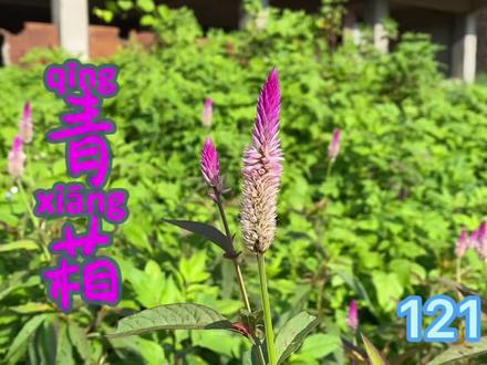 青葙,野鸡冠花,古人用其茎叶,以为燥湿、清热、杀虫之用