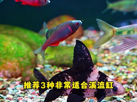 三种颜值不错的原生鱼·特别适合溪流缸 别在为溪流缸养什么鱼发愁! 这三种原生鱼·从颜值再到获取难度都夯爆了#原生鱼 #溪流缸 #养鱼日记 #新手养鱼 #神奇动物在抖音