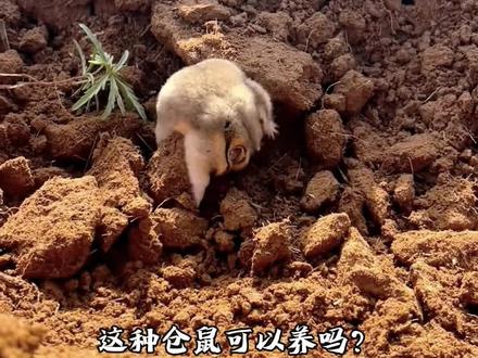 这些可爱的鼠鼠你们认识吗?#仓鼠 #科普