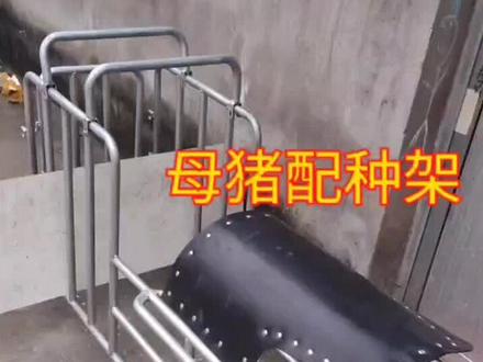 适用小母猪、大公猪,采精配种用。#养猪技术 #种猪场 #种猪 #公猪 #母猪 #后备母猪