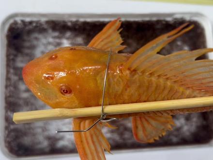 把清道夫放到红火蚁里面会发生 什么事情 #刑部尚书 #清道夫 #红火蚁 #入侵物种 #瓜子二手车