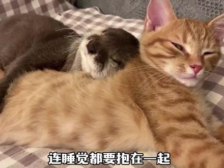 男子养了个“嘤嘤怪”,可以当热水袋暖床,它却爱上了橘猫#动物的迷惑行为 #萌宠 #搞笑 #神奇动物在抖音