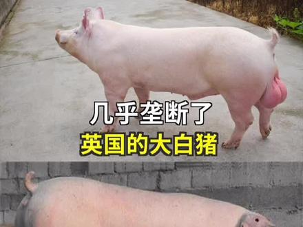 中华土猪,进口洋猪🆚#养猪知识 #猪价 #养猪人 #科学养猪 #养猪技术 #非瘟 #养猪 #高产母猪 #抖音