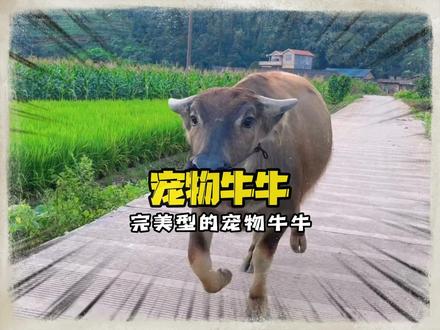 水牛的体型要是能缩小十倍,一定是人们最喜爱的萌宠 #水牛 #萌宠