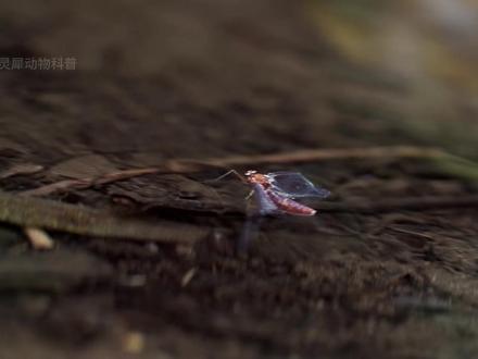 别小看池塘里的水黾,它看似温柔,实则是水面顶级杀手 #动物科普 #水黾 #水蚊子 #硬核科普 #昆虫科普