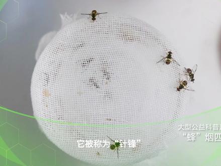 #三农 #服务三农 #新农人计划2022 #农业种植 瓜地,果园针蜂(实蝇)发生严重怎么办,听听专家怎么说?