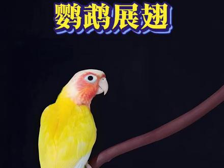 鹦鹉展翅怎么学习? 鹦鹉互动小技能!#鹦鹉 #手养鹦鹉 #小太阳鹦鹉 #鹦鹉小白 #训鸟高手