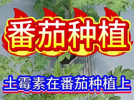 土霉素在番茄种植上的用处#三农 #番茄种植技术 #番茄种植#心系三农服务